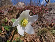 16 Helleborus niger (Elleboro) ed Erica in fiore